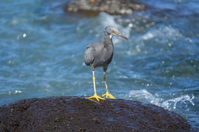 站在海岸边的礁鹭摄影图片